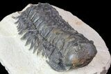 Bargain, Crotalocephalina Trilobite Fossil #67878-5
